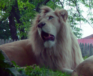 A picture of a yawning lion